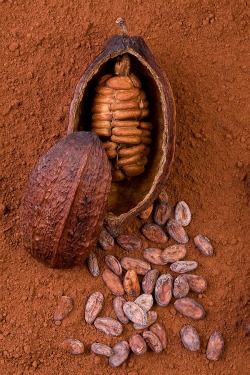Benefits of Raw Cacao Beans