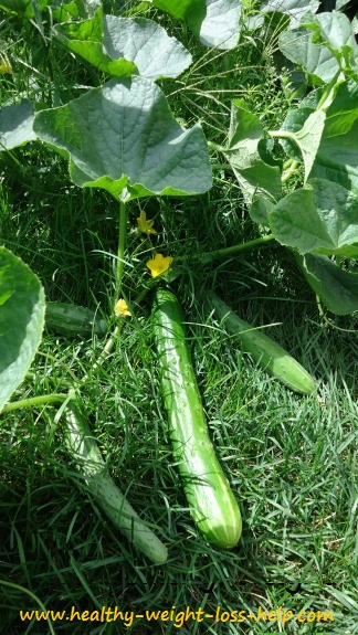 Cucumbers - Garden Fresh