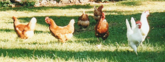 My Chickens