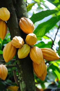 Cacao Beans