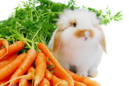 Carrot Nutrition