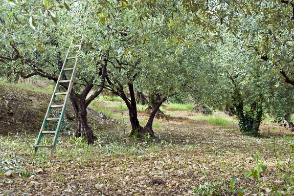 Olive Trees